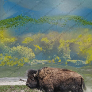 The Return of the Bison