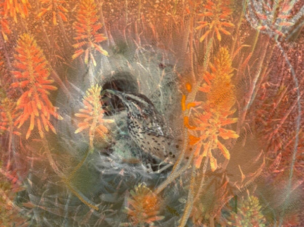 Cheeky the Cactus Wren