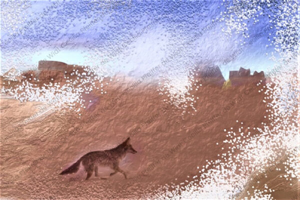 Coyote Crossing