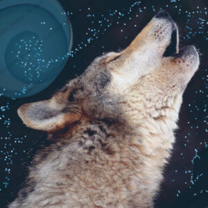Full Wolf Moon