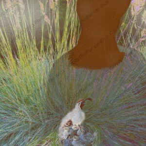 The Quail Keeper